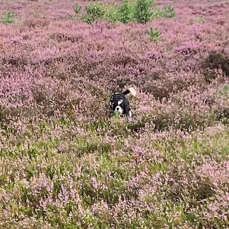 Gezellige Ruime Cottage, Prive, 2 Slaapkamers, Hond Welkom! Campsite