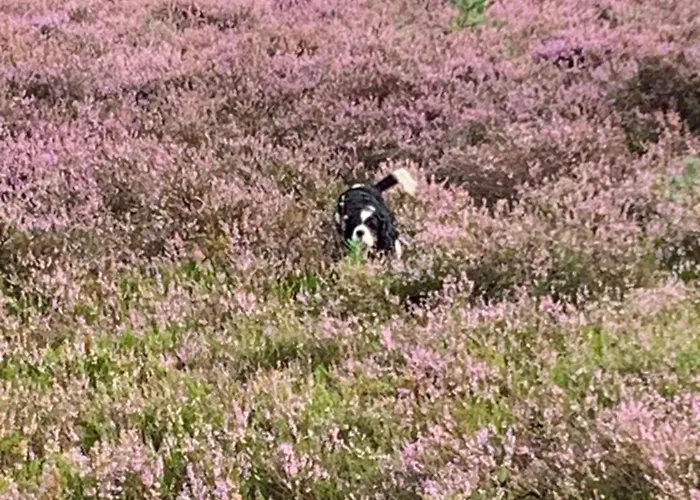 Gezellige Ruime Cottage, Prive, 2 Slaapkamers, Hond Welkom! Camping