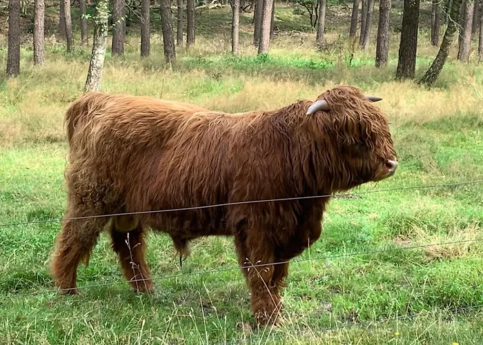 Kamp alanı Gezellige Ruime Cottage, Prive, 2 Slaapkamers, Hond Welkom!